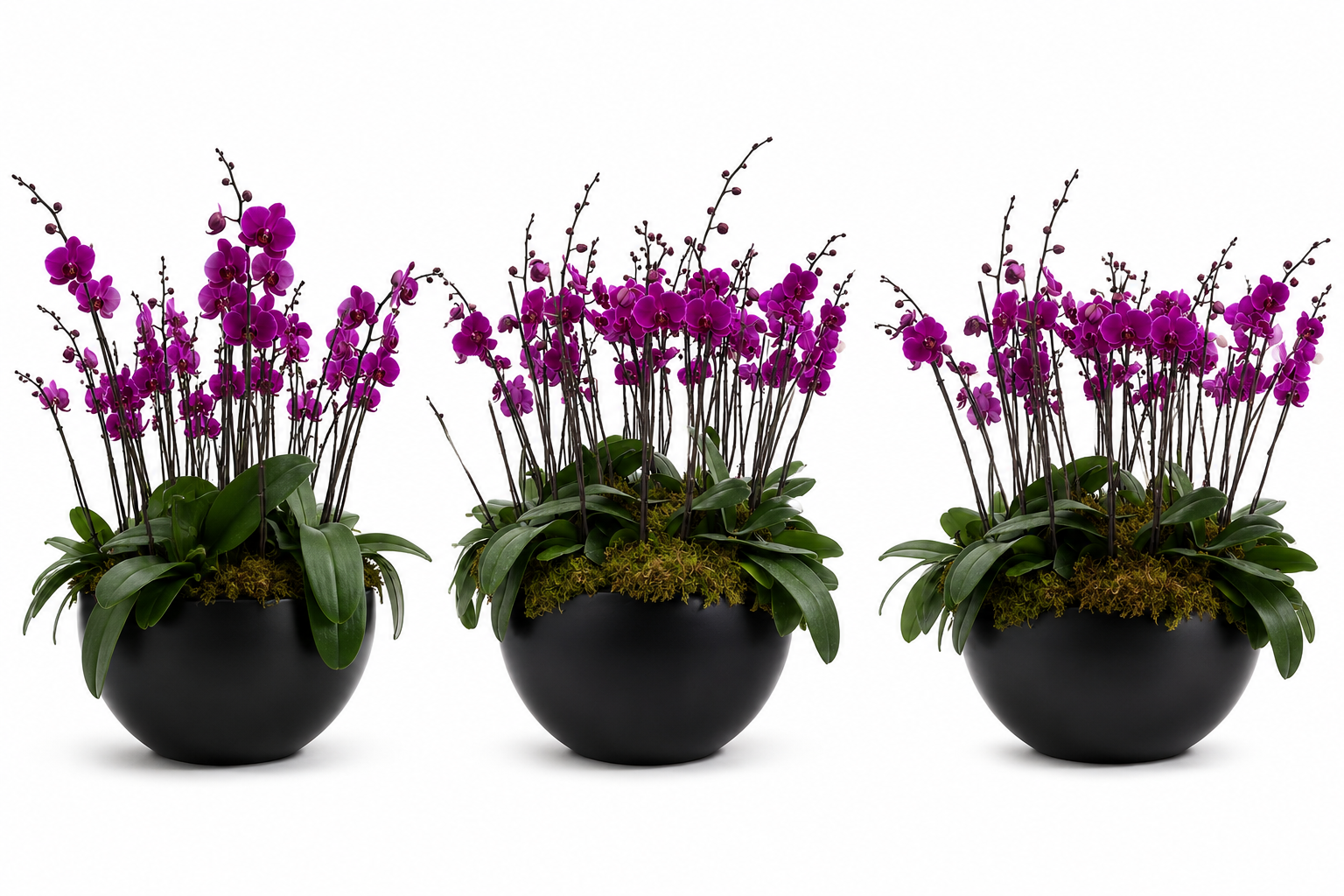 3 Arreglos Premium Orquideas Fiusca Orquideas