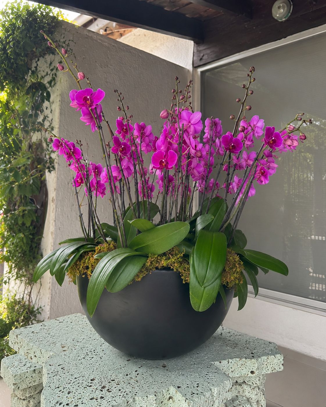 Arreglo Premium de Orquídeas Phalaenopsis Fucsia