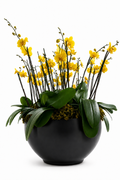 Arreglo Premium de orquideas phalaenopsis Amarillo