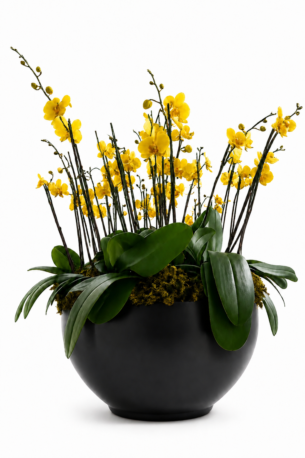 Arreglo Premium de orquideas phalaenopsis Amarillo
