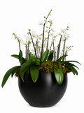 Arreglo Premium Gold de Orquideas Phalaenopsis Blanco