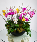 Arreglo Premium de Orquideas Phalaenopsis Mixto