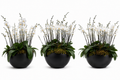 3 Arreglos Premium Orquideas Fiusca Orquideas