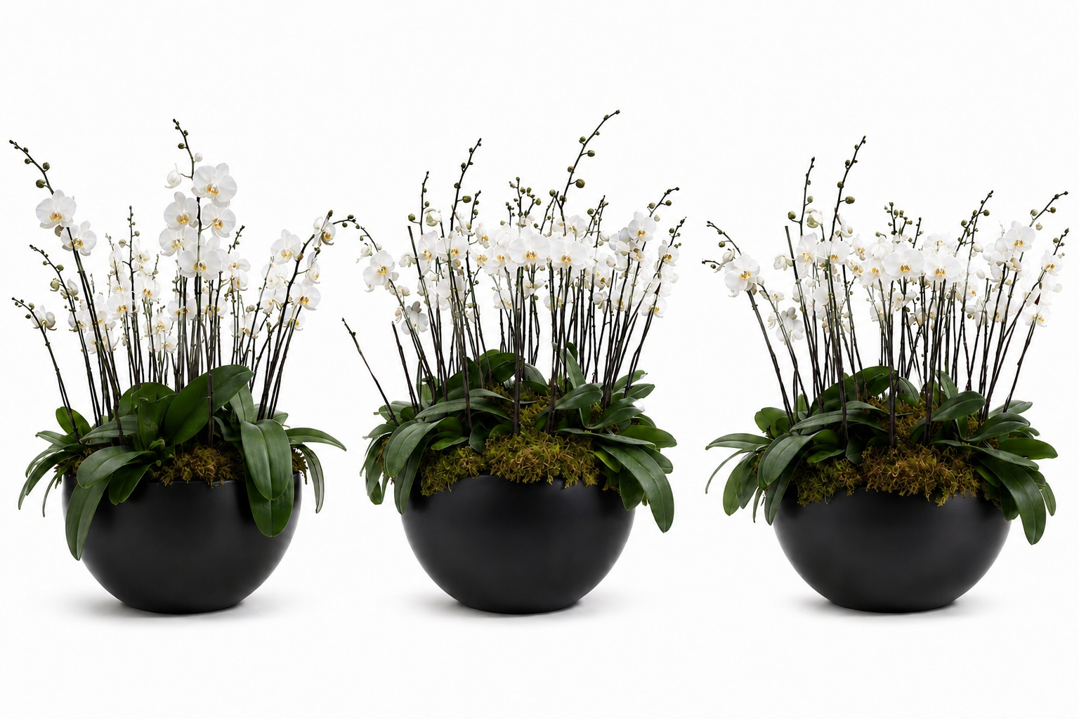 3 Arreglos Premium Orquideas Fiusca Orquideas